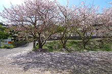 三千本桜で有名な積善山